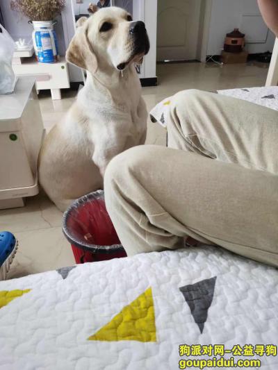 驻马店找狗，驻马店市驿城区寻找丢失的大体积白色拉布拉多爱犬，它是一只非常可爱的宠物狗狗，希望它早日回家，不要变成流浪狗。
