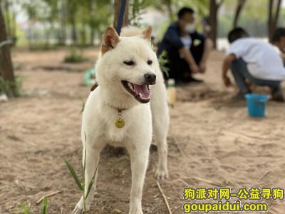咸阳寻狗网，寻找咸阳机场普洛斯物流园门口丢失的白色柴犬，它是一只非常可爱的宠物狗狗，希望它早日回家，不要变成流浪狗。