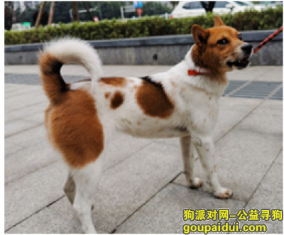 【重庆找狗】，重庆沙坪坝区九鼎名都小区寻找田园犬，它是一只非常可爱的宠物狗狗，希望它早日回家，不要变成流浪狗。