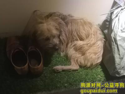 上海寻狗网，寻找狗主人或者领养人，它是一只非常可爱的宠物狗狗，希望它早日回家，不要变成流浪狗。