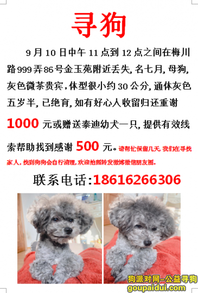【上海找狗】，上海普陀区梅川路999弄86号金玉苑寻找灰色贵宾，它是一只非常可爱的宠物狗狗，希望它早日回家，不要变成流浪狗。