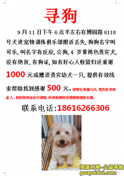 上海寻狗网，上海嘉定区博园路6118号寻找贵宾犬，它是一只非常可爱的宠物狗狗，希望它早日回家，不要变成流浪狗。
