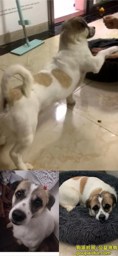 四岁的公狗 小串串 黄白相间 名字叫溜溜，它是一只非常可爱的宠物狗狗，希望它早日回家，不要变成流浪狗。