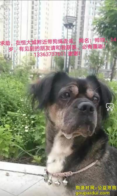 邢台寻狗，求助！河北邢台桥东恒大城附近丢失14岁小狗????，，它是一只非常可爱的宠物狗狗，希望它早日回家，不要变成流浪狗。