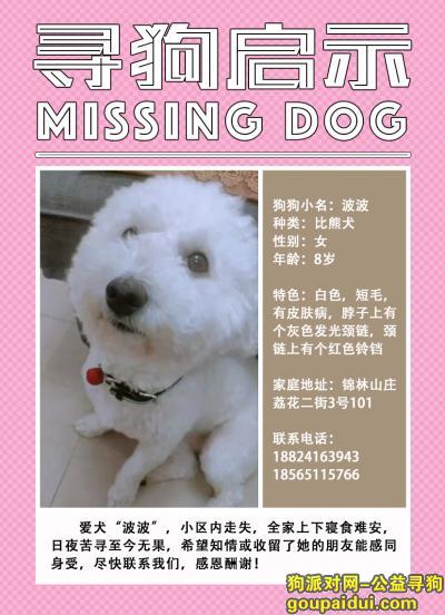 丢失比熊犬，广州找狗：黄埔锦林山庄遗失一只比熊犬，叫波波，它是一只非常可爱的宠物狗狗，希望它早日回家，不要变成流浪狗。