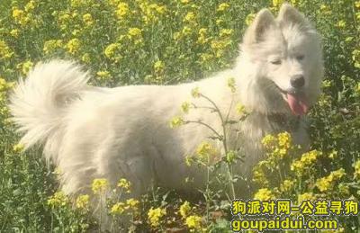 邯郸找狗，2岁萨摩妹妹，永年化肥厂南工业园丢失，它是一只非常可爱的宠物狗狗，希望它早日回家，不要变成流浪狗。