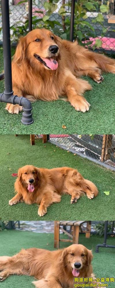 汕头找狗，#汕头市龙湖 寻宠重谢 金毛犬，它是一只非常可爱的宠物狗狗，希望它早日回家，不要变成流浪狗。