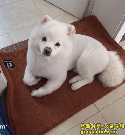 【上海找狗】，白色银狐走失，望好心求提供信息，它是一只非常可爱的宠物狗狗，希望它早日回家，不要变成流浪狗。
