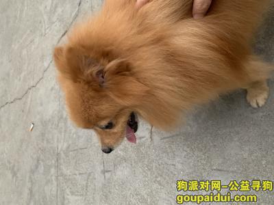 广州找狗，寻年老棕色博美犬7月份走失，它是一只非常可爱的宠物狗狗，希望它早日回家，不要变成流浪狗。