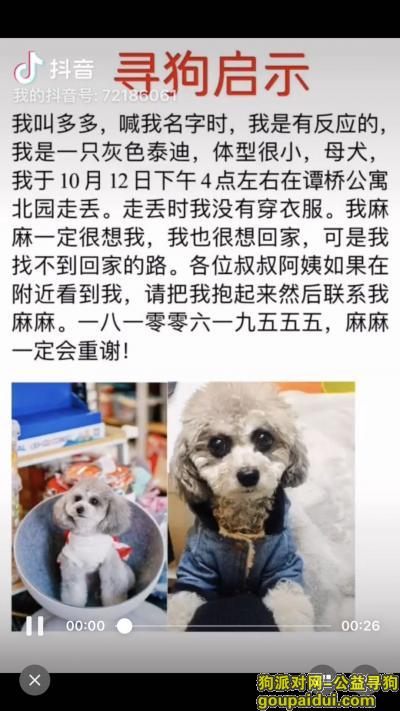 南京丢狗，南京江宁区谭桥公寓北园酬谢五千元寻找灰色泰迪，它是一只非常可爱的宠物狗狗，希望它早日回家，不要变成流浪狗。