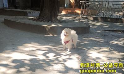 广州找狗，宝宝 求求你快点回来吧，它是一只非常可爱的宠物狗狗，希望它早日回家，不要变成流浪狗。