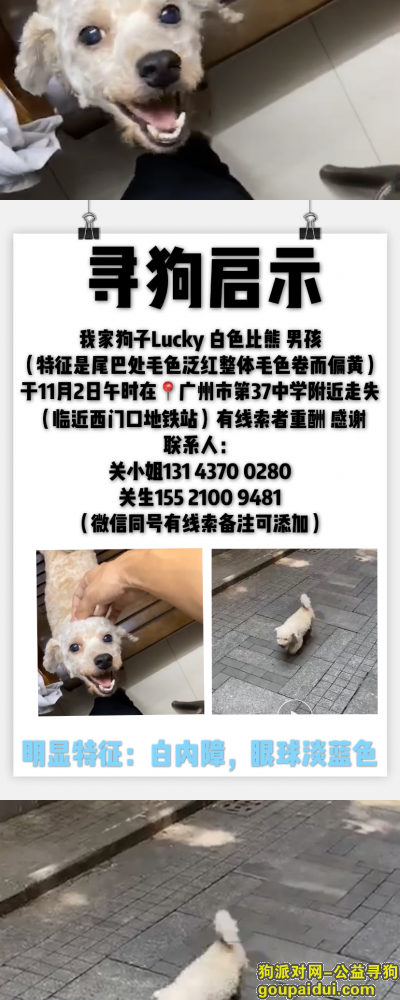 广州寻狗，十年狗子白色比熊走失！求助！，它是一只非常可爱的宠物狗狗，希望它早日回家，不要变成流浪狗。