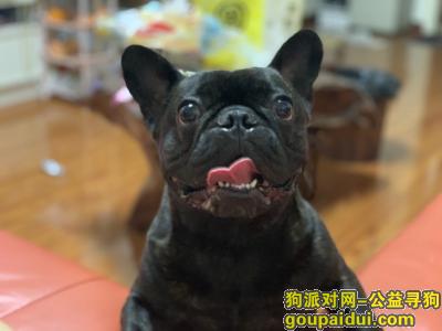 【成都找狗】，10.4日龙泉驿西河镇天平村附近丢失虎斑色斗牛犬，它是一只非常可爱的宠物狗狗，希望它早日回家，不要变成流浪狗。