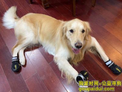 哈尔滨寻狗：金毛犬 酬金5000！！请大家帮忙留意！，它是一只非常可爱的宠物狗狗，希望它早日回家，不要变成流浪狗。