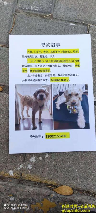 天津红星路向阳小区50号楼酬谢一千元寻找狗狗，它是一只非常可爱的宠物狗狗，希望它早日回家，不要变成流浪狗。
