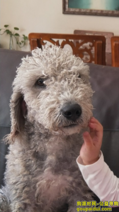 寻西青区中北镇祁庄附近走失灰色卷毛狗，它是一只非常可爱的宠物狗狗，希望它早日回家，不要变成流浪狗。