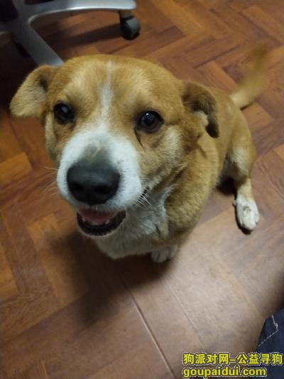 北京找狗，寻长阳治超站附近走失的土狗，公狗一只，姓名叫小黄。，它是一只非常可爱的宠物狗狗，希望它早日回家，不要变成流浪狗。