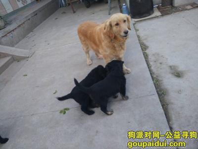 北京找狗，狗狗被偷了2020年11月26日中午被偷了，它是一只非常可爱的宠物狗狗，希望它早日回家，不要变成流浪狗。