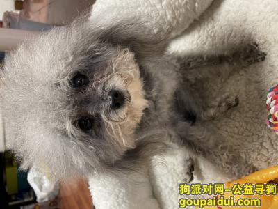 寻狗启示 通州区马驹桥珠江四季悦城南门走丢灰色小泰迪，它是一只非常可爱的宠物狗狗，希望它早日回家，不要变成流浪狗。