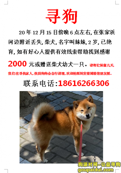 上海浦东新区张家浜酬谢2000元寻找柴犬，它是一只非常可爱的宠物狗狗，希望它早日回家，不要变成流浪狗。