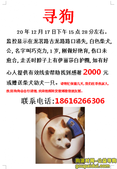 寻找柴犬，上海闵行区龙茗路古龙路酬谢2000寻找白色柴犬，它是一只非常可爱的宠物狗狗，希望它早日回家，不要变成流浪狗。