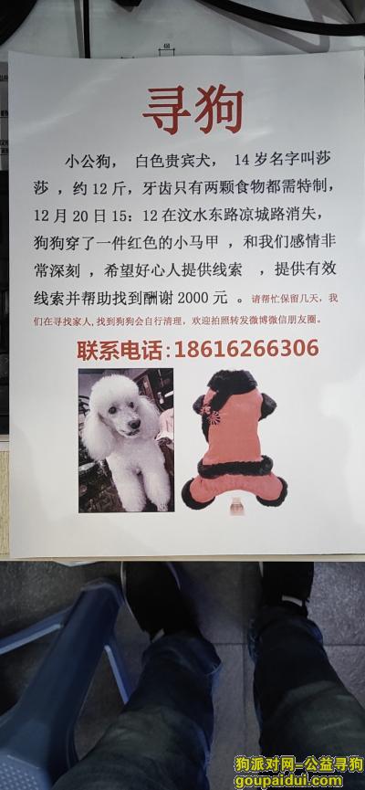 上海找狗，上海虹口区汶水东路凉城路寻找14岁贵宾，它是一只非常可爱的宠物狗狗，希望它早日回家，不要变成流浪狗。