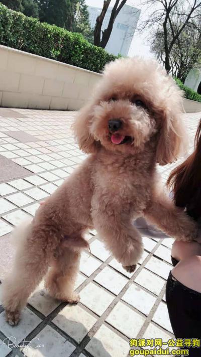 【北京找狗】，朝阳区周庄嘉园7号院，它是一只非常可爱的宠物狗狗，希望它早日回家，不要变成流浪狗。