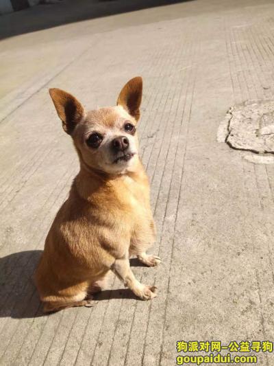 扬州寻狗启示，扬州联运西门丢失一只吉娃娃，请好心人捡到联系本人，它是一只非常可爱的宠物狗狗，希望它早日回家，不要变成流浪狗。