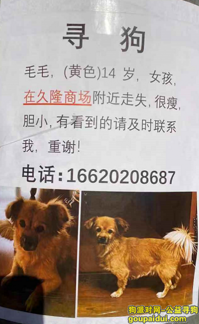 北京久隆商场附近寻找14岁狗狗，它是一只非常可爱的宠物狗狗，希望它早日回家，不要变成流浪狗。