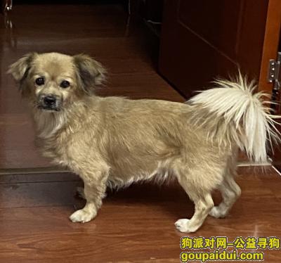 北京寻狗，毛毛在酒仙桥商场走丢，见到者请与我联系，它是一只非常可爱的宠物狗狗，希望它早日回家，不要变成流浪狗。