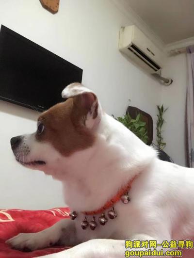 【北京找狗】，狗狗2021年1月6日上午在北京市朝阳区香江北路丢失，它是一只非常可爱的宠物狗狗，希望它早日回家，不要变成流浪狗。