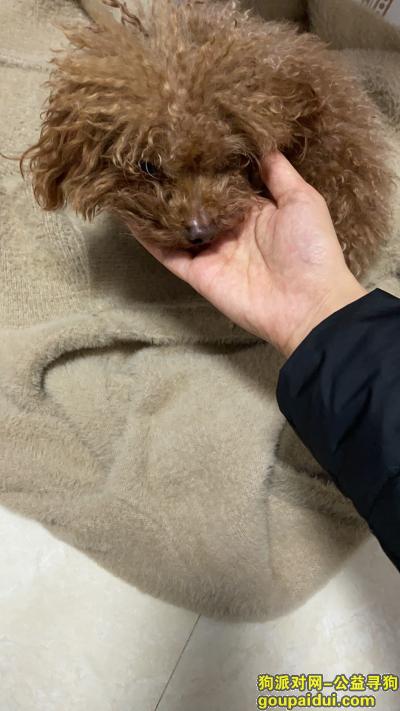 东莞寻狗启示，小型泰迪 21年一月十一号晚上捡到的，它是一只非常可爱的宠物狗狗，希望它早日回家，不要变成流浪狗。