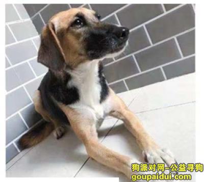 【北京找狗】，急寻黑黄色短毛垂耳小型犬宝利！，它是一只非常可爱的宠物狗狗，希望它早日回家，不要变成流浪狗。