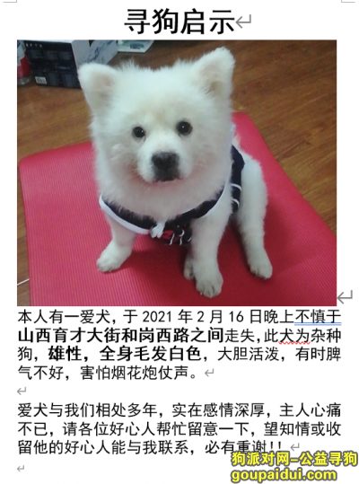 广州找狗，爱犬不慎于2月16日晚上走失，位置在大石中学附近，家人很着急！，它是一只非常可爱的宠物狗狗，希望它早日回家，不要变成流浪狗。