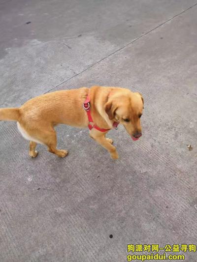 东莞找狗，寻狗启事：常平镇桥沥北门兴航公司走丢，它是一只非常可爱的宠物狗狗，希望它早日回家，不要变成流浪狗。
