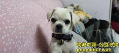 惠农找狗:求求见到的人一定联系我，它是一只非常可爱的宠物狗狗，希望它早日回家，不要变成流浪狗。