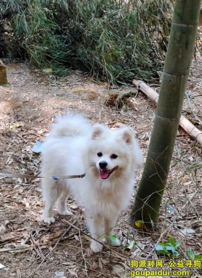 株洲寻狗启示，紧急寻找爱犬，小名豆豆！，它是一只非常可爱的宠物狗狗，希望它早日回家，不要变成流浪狗。