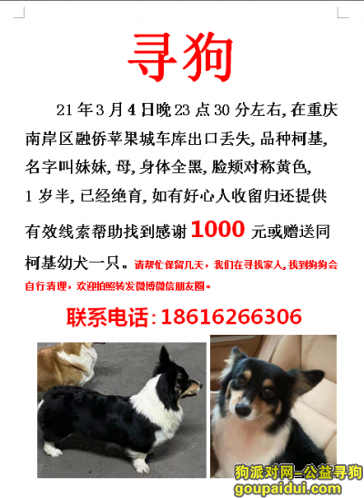 重庆找狗，重庆南岸区融侨苹果城寻找柯基，它是一只非常可爱的宠物狗狗，希望它早日回家，不要变成流浪狗。