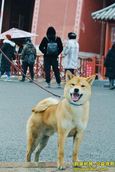 北京寻找柴犬哪吒 西城新街口护国寺周边，它是一只非常可爱的宠物狗狗，希望它早日回家，不要变成流浪狗。