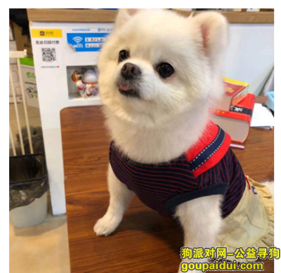 上海找狗，上海宝山区莲花山路817寻找博美，它是一只非常可爱的宠物狗狗，希望它早日回家，不要变成流浪狗。