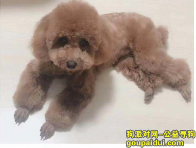 【北京找狗】，北京朝阳区慈云寺北里109号楼寻找泰迪，它是一只非常可爱的宠物狗狗，希望它早日回家，不要变成流浪狗。