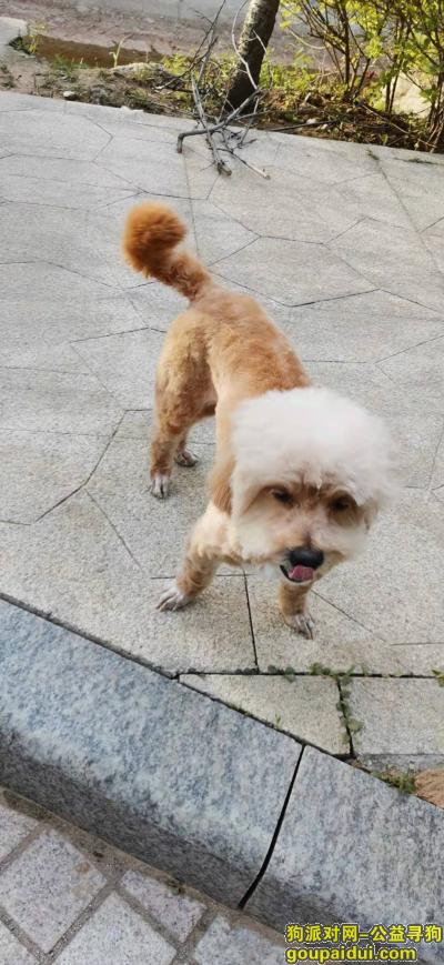 潍坊找狗，寻找在昌邑潍河湿地公园北边走失的小串串狗，它是一只非常可爱的宠物狗狗，希望它早日回家，不要变成流浪狗。