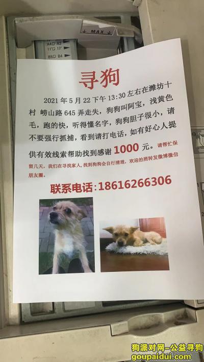 上海浦东新区潍坊十村崂山路寻找阿宝，它是一只非常可爱的宠物狗狗，希望它早日回家，不要变成流浪狗。