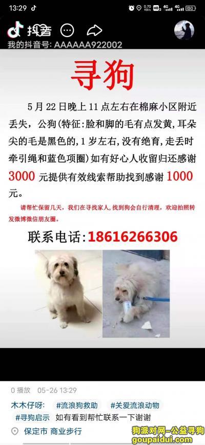 保定市蠡县棉麻小区酬谢3000元寻找狗狗，它是一只非常可爱的宠物狗狗，希望它早日回家，不要变成流浪狗。
