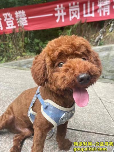 常州丢狗，6月20日泰迪常州吾悦广场附近走失，它是一只非常可爱的宠物狗狗，希望它早日回家，不要变成流浪狗。