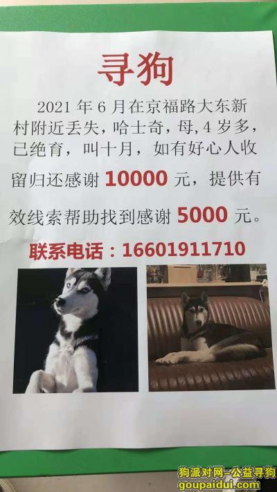 北京京福路大东新村酬谢10000元寻找哈士奇，它是一只非常可爱的宠物狗狗，希望它早日回家，不要变成流浪狗。