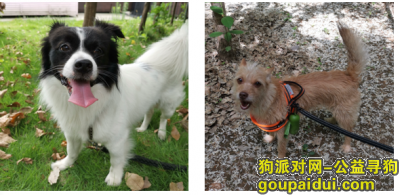 淄博  淄川赵瓦村寻找2只狗狗，它是一只非常可爱的宠物狗狗，希望它早日回家，不要变成流浪狗。