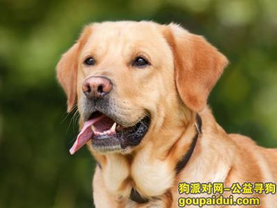 济宁找狗，删帖111111111，它是一只非常可爱的宠物狗狗，希望它早日回家，不要变成流浪狗。
