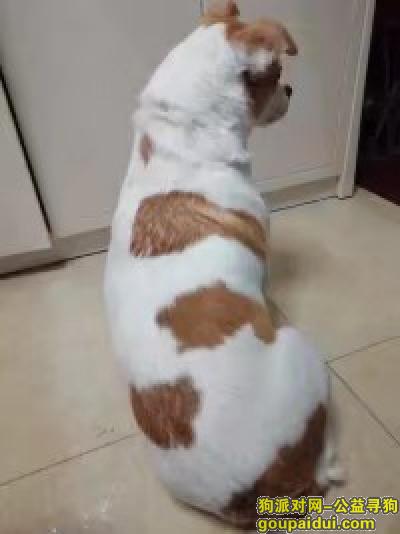 昆明找狗，寻狗启示 中华田园犬（白色），它是一只非常可爱的宠物狗狗，希望它早日回家，不要变成流浪狗。