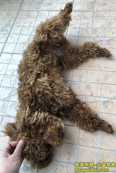 武汉寻狗网，2021.10.6在东西湖码头谭公园停车场附近捡到红泰迪一只，它是一只非常可爱的宠物狗狗，希望它早日回家，不要变成流浪狗。